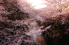 目黒川の桜　Ｒｅｔａｋｅ