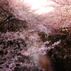 目黒川の桜　Ｒｅｔａｋｅ