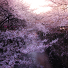 目黒川の桜