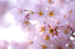 桜2014