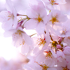 桜2014