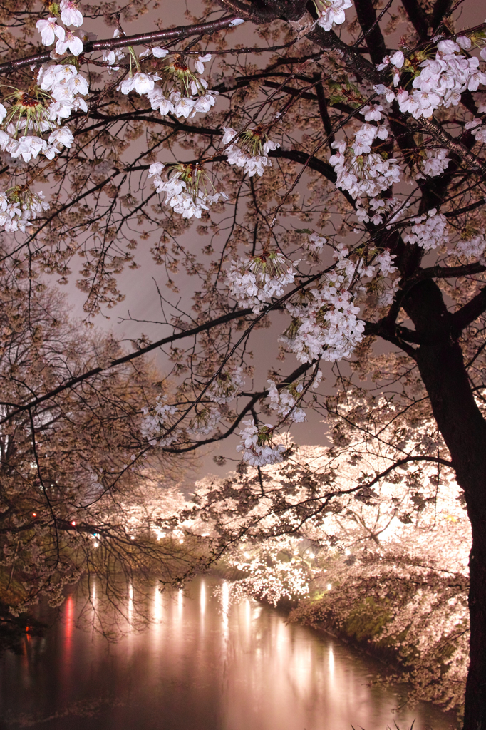 お堀の桜