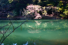 さくら