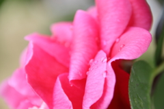 DPP_0016
