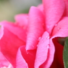 DPP_0016