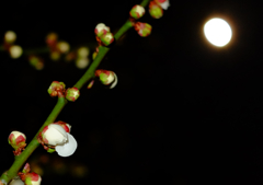 春の芽生え