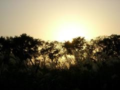 谷中村跡地  秋の夕暮れ