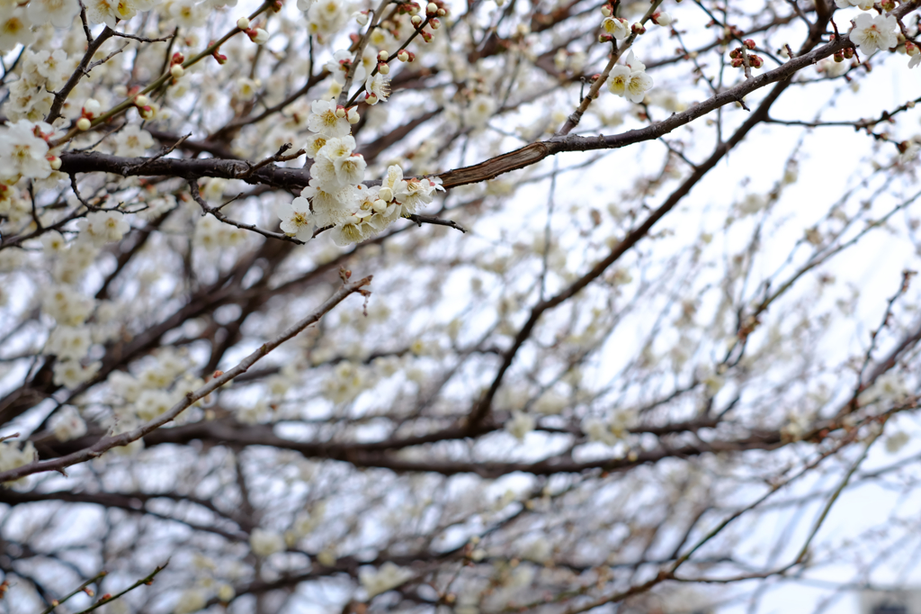 桜の前座じゃありません