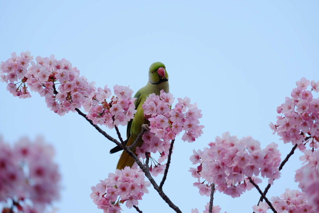 上野恩賜公園11