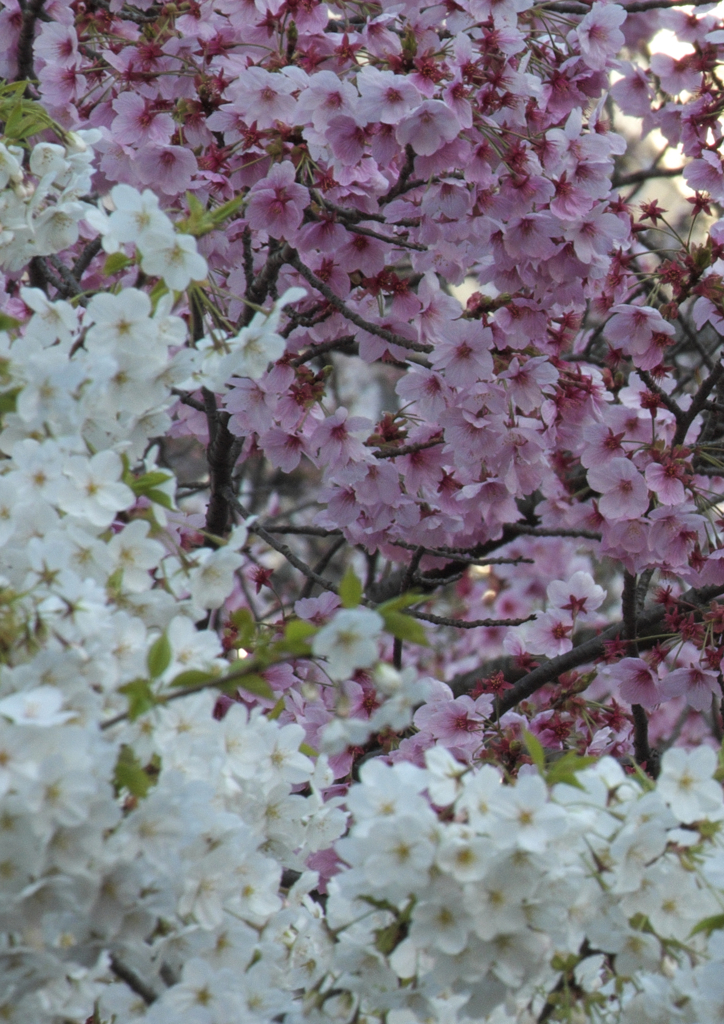 上野恩賜公園4
