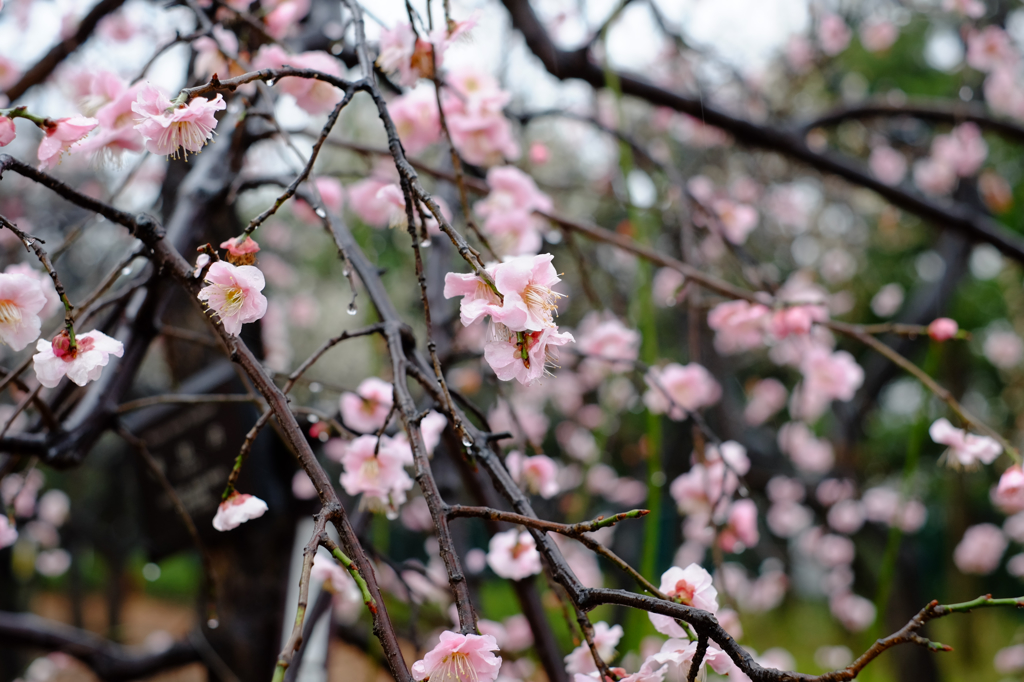 雨の白梅