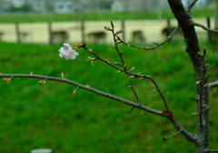 もうすぐ一年生