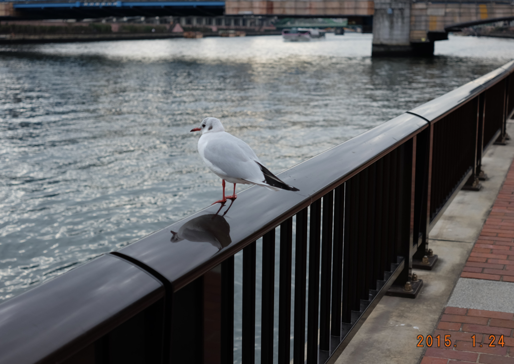 何をしようかな