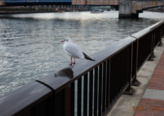 何をしようかな