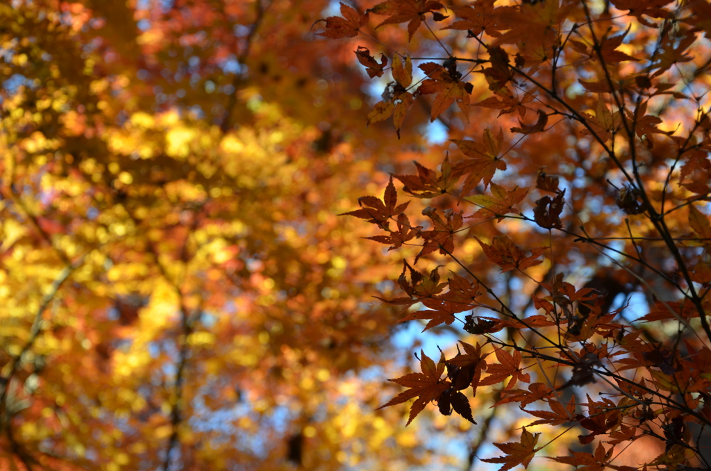 紅葉