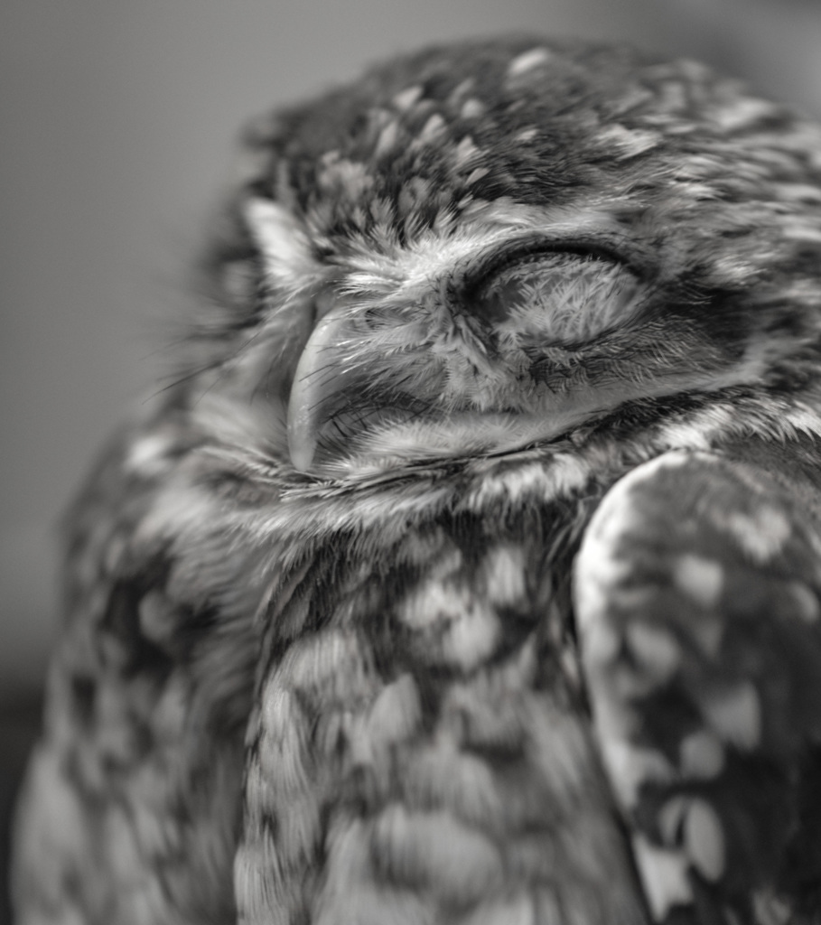 フクロウカフェにて。