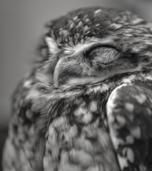 フクロウカフェにて。