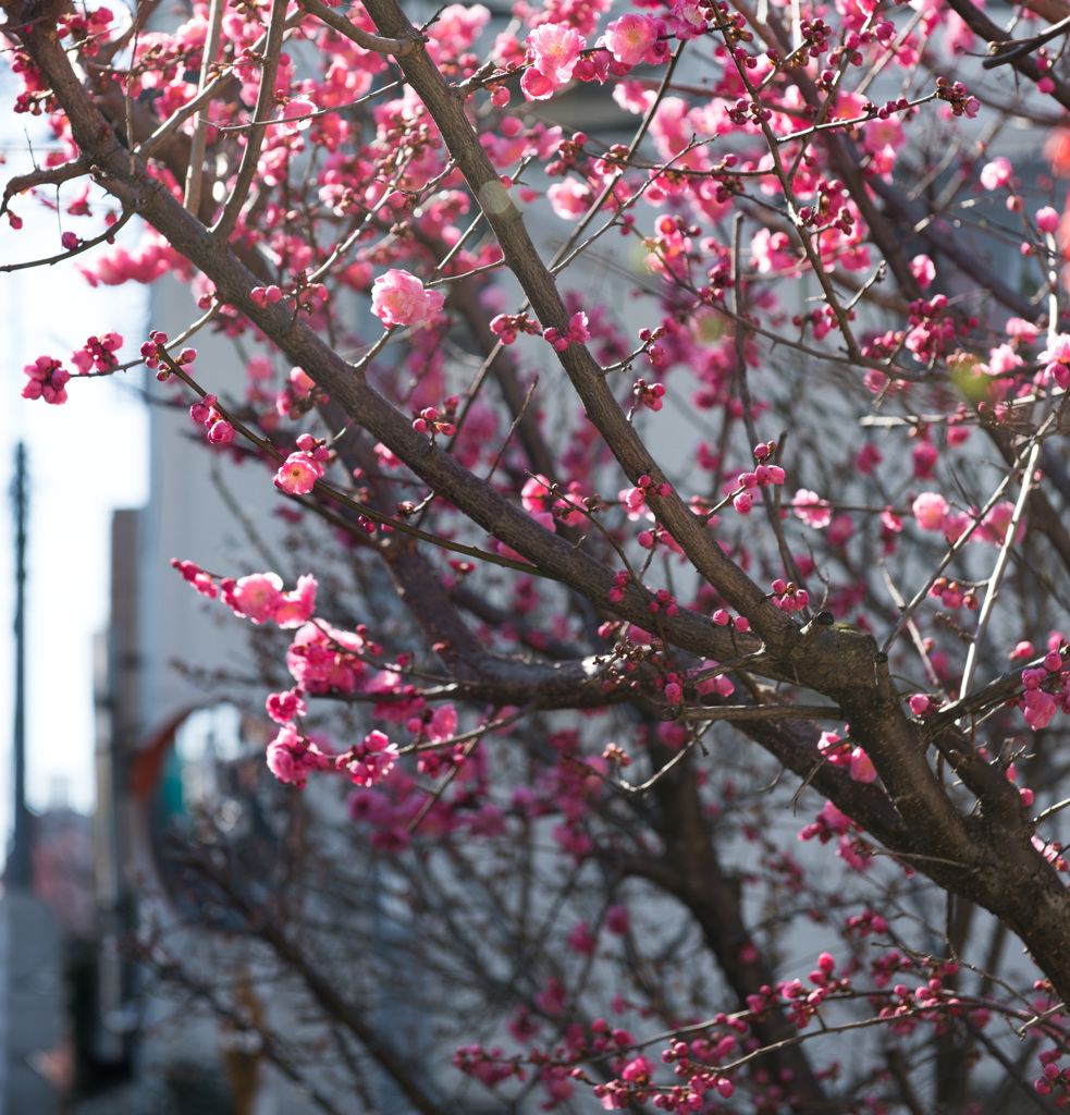 ご近所さんの梅
