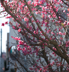 ご近所さんの梅