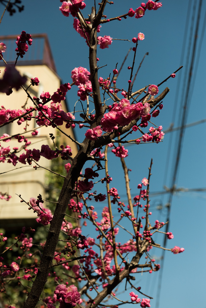 ご近所さんの庭の梅