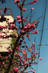 ご近所さんの庭の梅