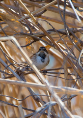 野鳥公園にて04