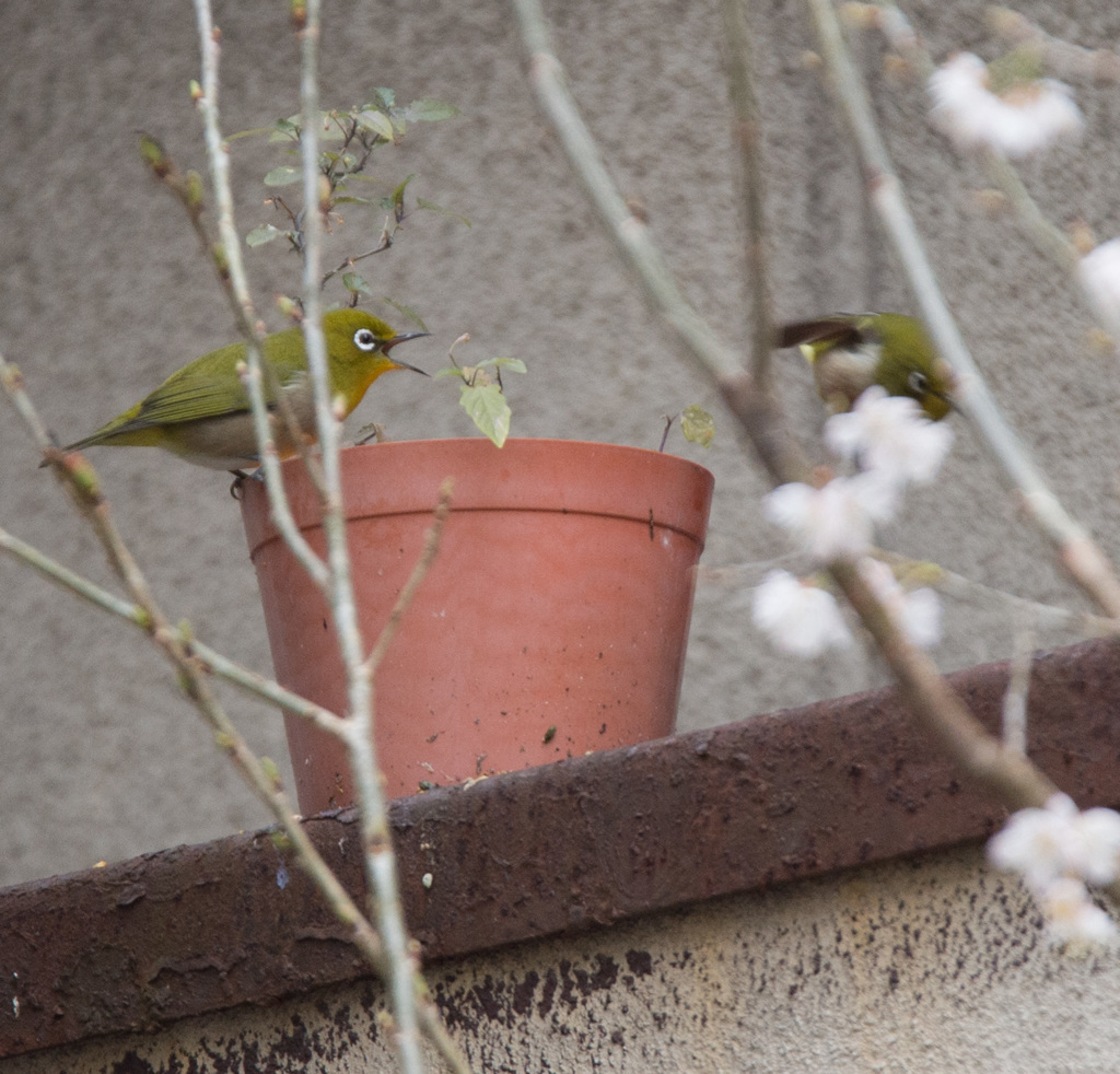 あっちいけ〜！