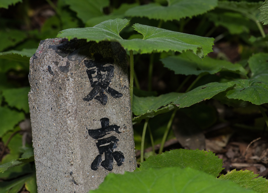 野鳥公園にて06