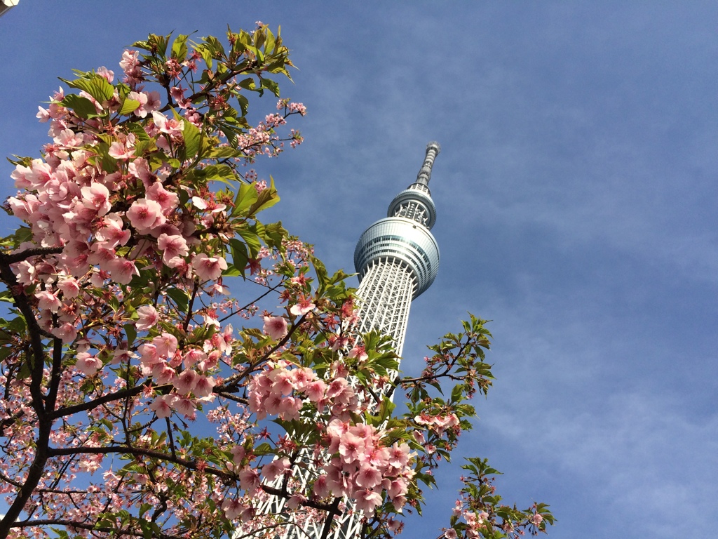 梅とスカイツリー・・多分梅です。