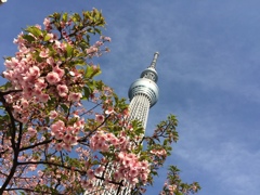梅とスカイツリー・・多分梅です。