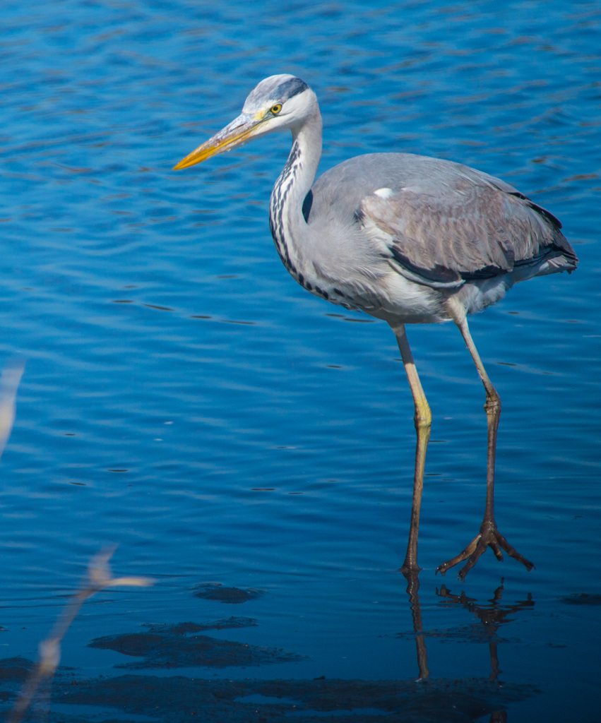 野鳥公園にて03