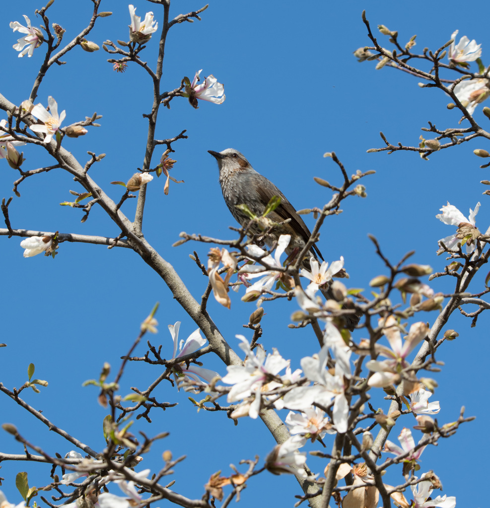 野鳥公園にて01