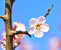 野鳥公園にて07