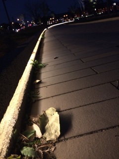 iPhoneで撮りました。