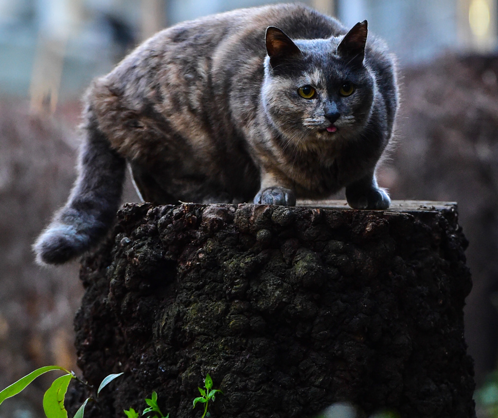みんなの切り株その１