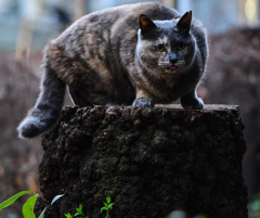 みんなの切り株その１