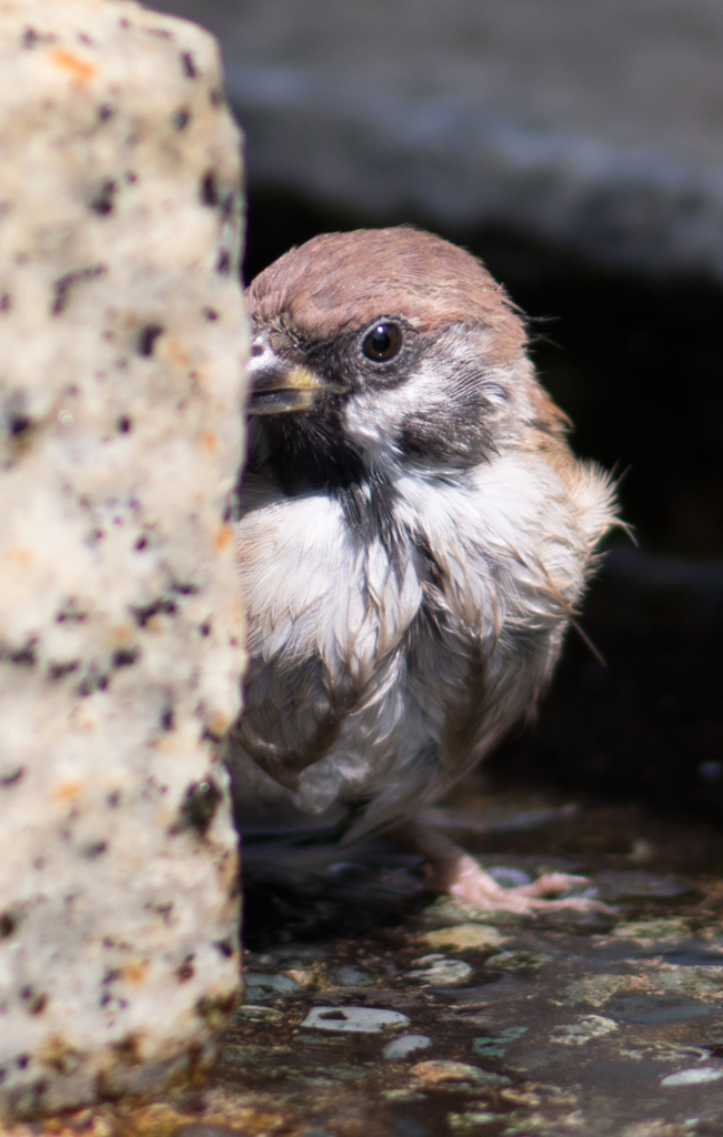 チュンすけは見た！