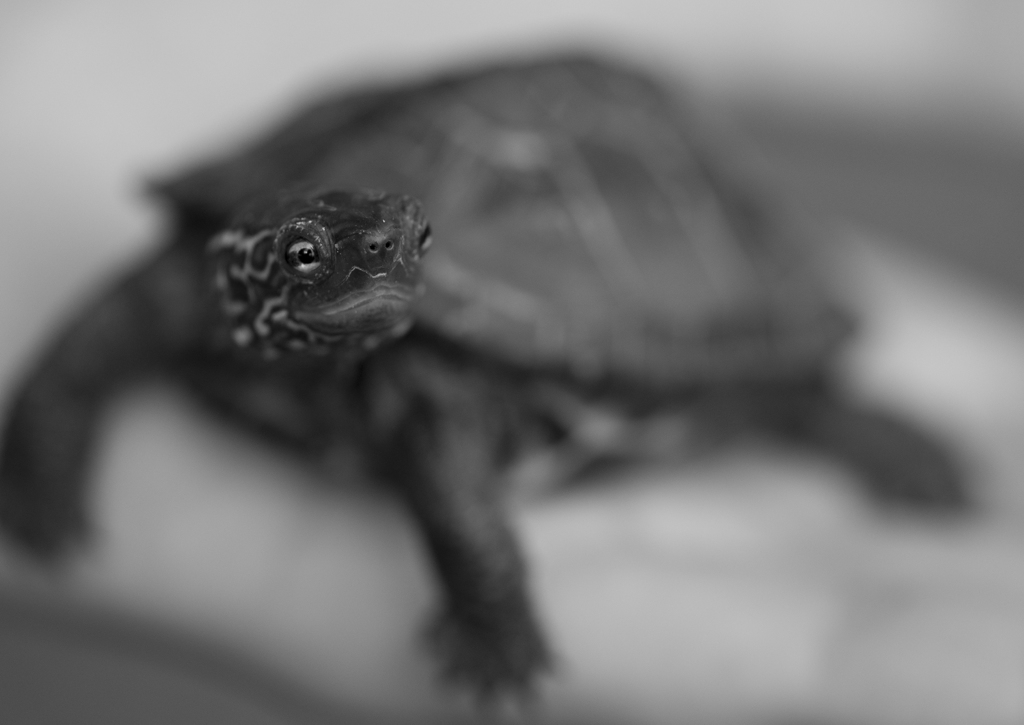 ガン見カメさん。