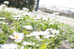 これはなんの花ですか？ｗ