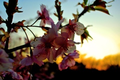 桜と夕焼け