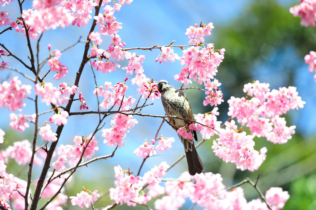 名前も知らぬ鳥ですが…