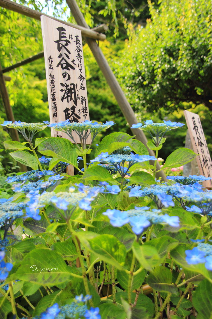 鎌倉9