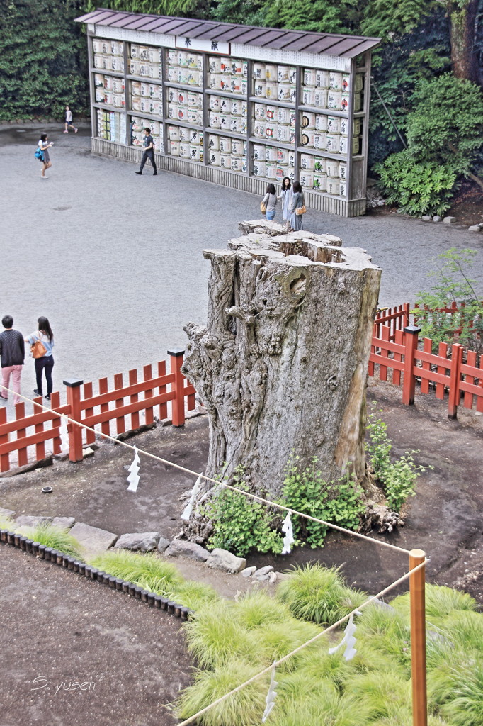 鶴岡八幡大イチョウ
