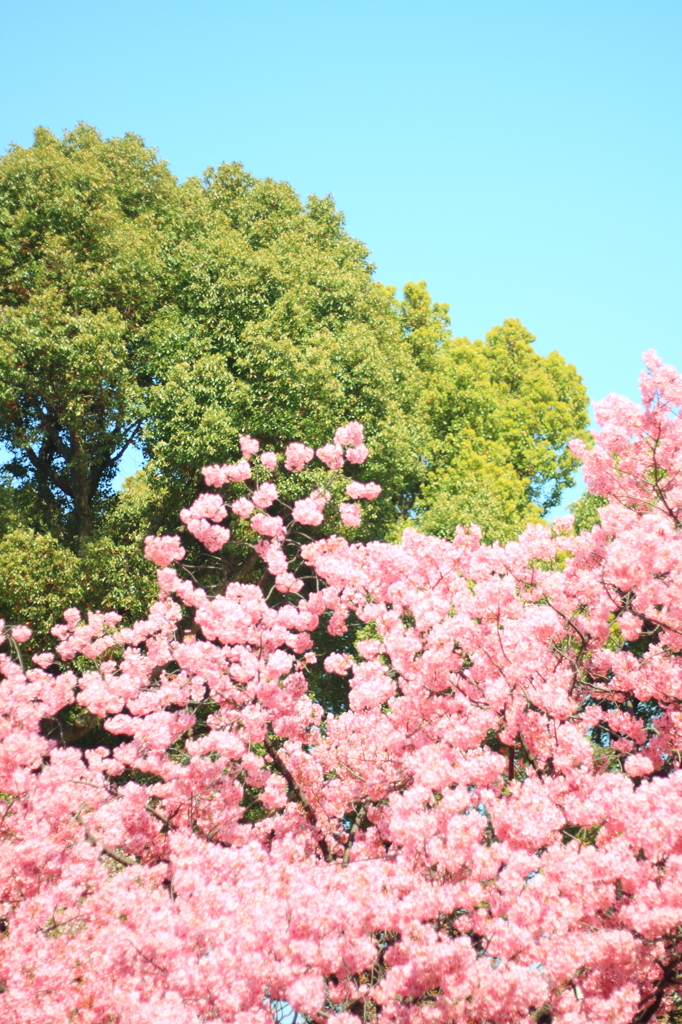 桜上野23