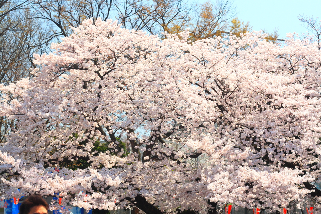 桜上野10