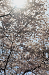 桜上野20