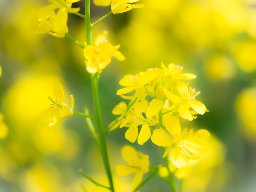 春の花９