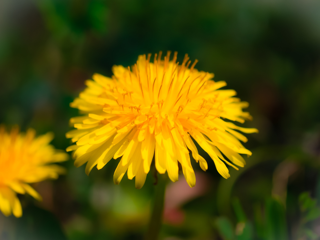 春の花１０