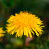 春の花１０