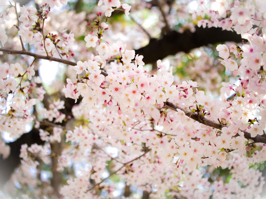 春の花７